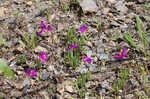 Largeflower fameflower